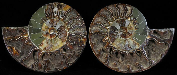 Polished Ammonite Pair - Agatized #54323
